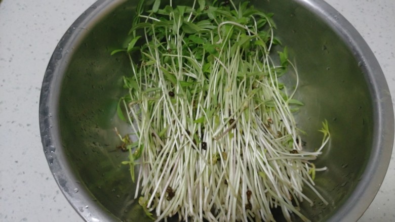 清炒水培芽苗菜、黄瓜丝,去根。