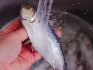 干炸海鲫鱼,把清理干净的海鲫鱼，用自来水冲洗干净。