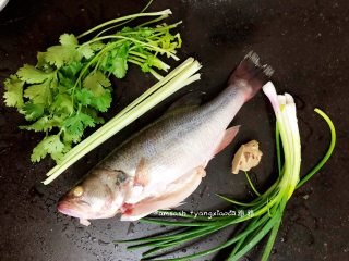 鲈鱼焖豆芽,准备好所需要的材料
鲈鱼洗干净，擦干水用少许抹盐在鱼身上，腌制一会，把香菜，芹菜和香葱洗干净沥干水分备用