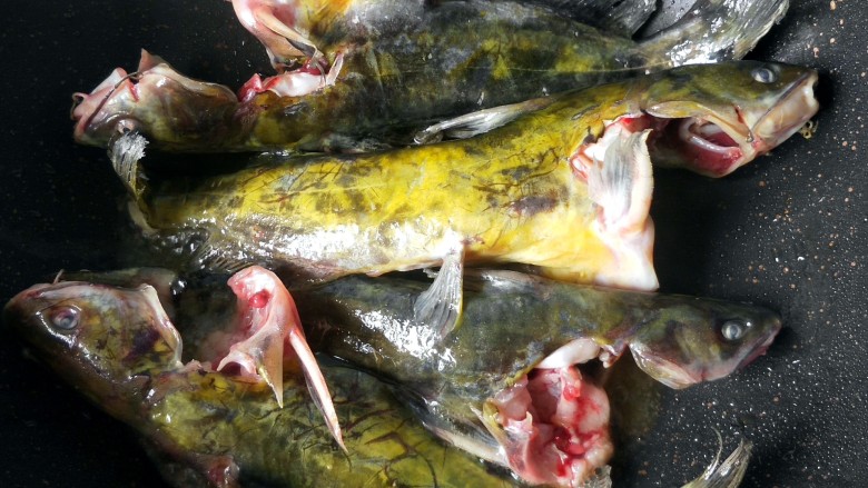 红烧黄颡鱼,锅内放油，放入黄颡鱼。