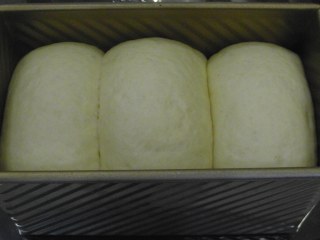 北海道吐司,卷好的吐司胚放在吐司盒里面进行二次发酵，发至八九分满，盖上盖子。