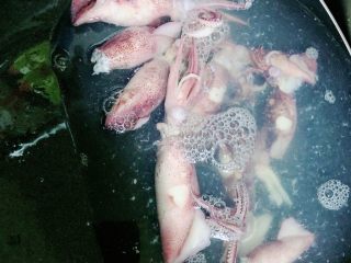 罗勒笔管鱿鱼意面,将锅中鱿鱼在冷水下冲洗干净。