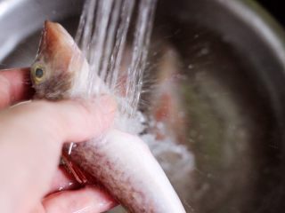 红蟹鱼炖丝瓜,红蟹鱼去除内脏后，用自来水冲洗干净后，用刀切段。