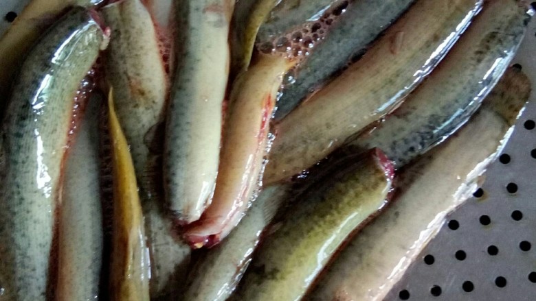 #中秋家宴集#    川香砂锅煨泥鳅,鱼鳅用盐码下味。