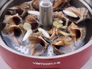温拌海螺,冲洗干净的海螺，放入万慕智能升降火锅里，锅里倒入适量的清水，放入葱姜。
