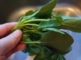 芙蓉鲜蔬汤,小菠菜苗很嫩去根撕开洗干净。