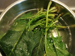 猪肝菠菜汤,用开水汆烫菠菜 捞出过凉