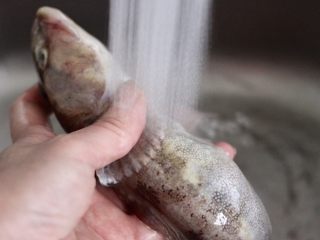 海鲶鱼焖萝卜,把海鲶鱼去除内脏后，用自来水反复冲洗干净，一定要把内脏彻底清理干净哟。