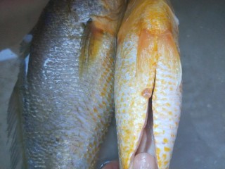 红烧黄花鱼,在剪开腹部陶去内脏洗干净。