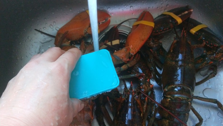 清蒸大龙虾,洗龙虾要用刷子刷干净，在清洗。