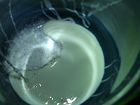 蓝莓酸奶,将菌粉倒入容器中，加入少量牛奶