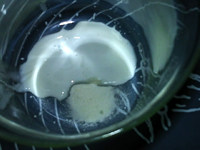 咖啡酸奶,将菌粉倒入容器中，加入少量牛奶