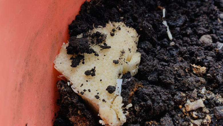粉丝蒸金针菇,金针菇根部可以拿去种，还会再长出来哦；