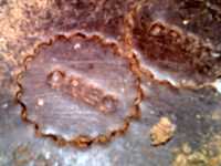 山寨奥利奥夹心饼干,印上奥利奥的英文字母