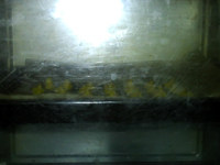 蜂蜜蛋黄饼干,放入烤箱，180度，中层，约10分钟左右