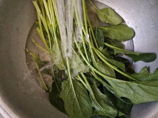 菠菜拌花生米,菠菜加一点盐用清水浸泡洗净。