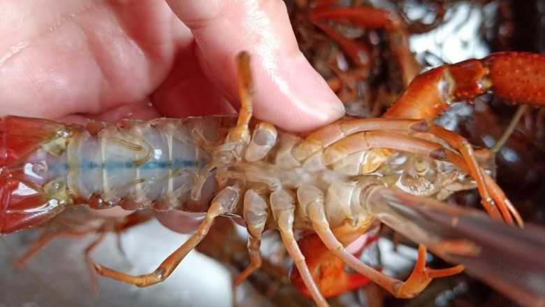 蒜香小龙虾,用干净的牙刷把每只小龙虾上上下下刷一遍。