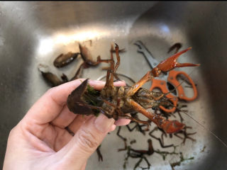 蒜香小龙虾,先处理小龙虾，用手捏住小龙虾背部位置