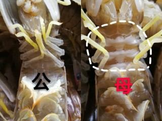 极火虾怎么分公母图片