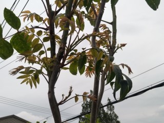 腌香椿,家门前的香椿树