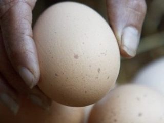 白玉菇炒鸡蛋,鸡蛋