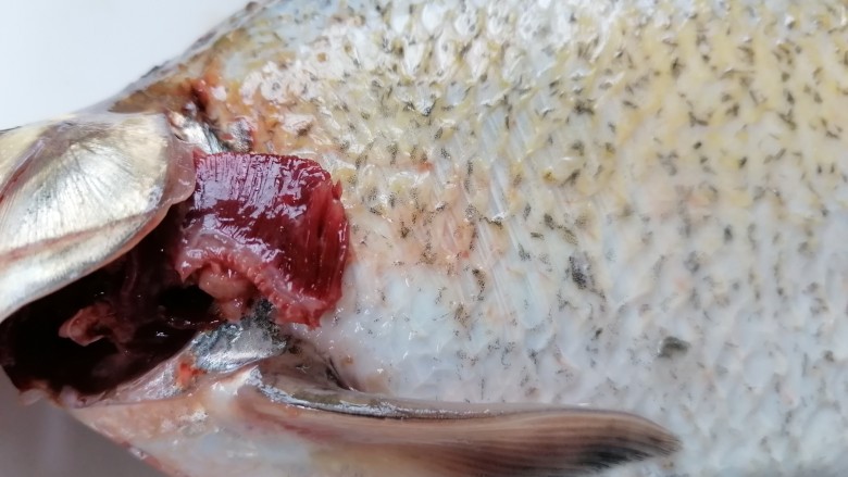红烧鳊鱼,将鱼鳃清理干净