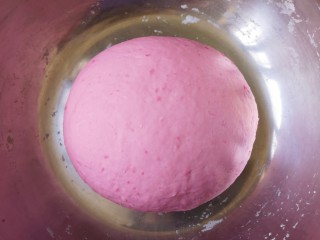 火龙果奶香馒头,上手揉成面团，盖上保鲜膜发酵至两倍大。