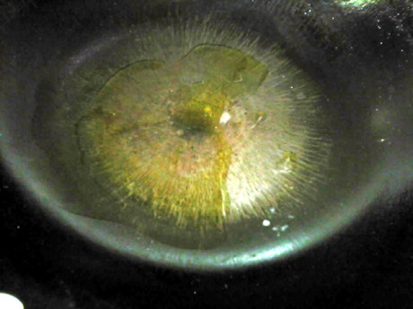 葱爆鱿鱼,锅中倒入少许油，烧热。