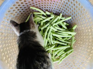 凉拌清爽长豆角,注意生豆角猫也不能吃。