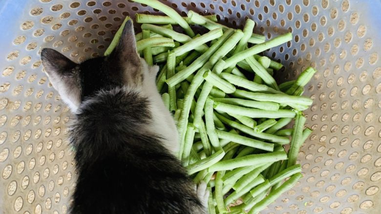 凉拌清爽长豆角,注意生豆角猫也不能吃。