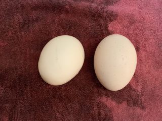 喜饼,冰箱拿出鸡蛋回温，正常大小，每个约60g左右。