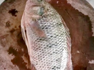红烧鱼块,准备食材，一条新鲜的罗非鱼，杀好之后洗干净。可以根据自己的喜好选择其它鱼！