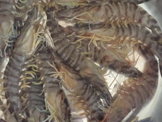 清蒸虾,基围虾或者一般的海虾一定要选鲜活的，这样蒸好的虾才鲜嫩。