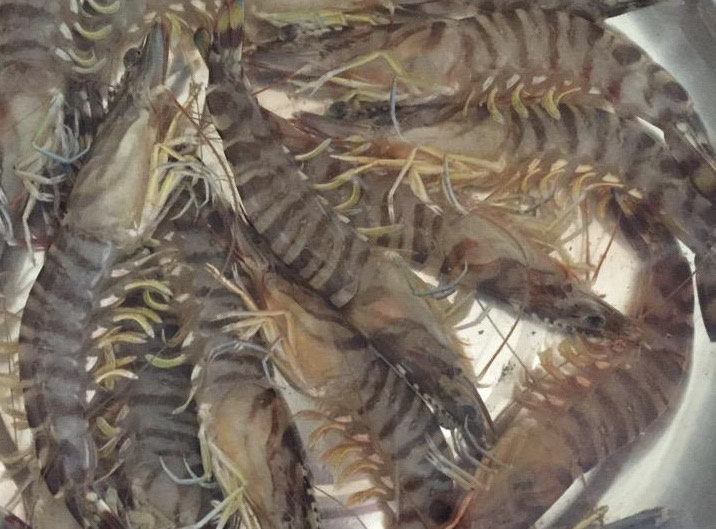 清蒸虾,基围虾或者一般的海虾一定要选鲜活的，这样蒸好的虾才鲜嫩。