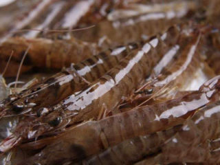 清蒸虾,这种身上有明显一圈圈的斑纹就是基围虾。