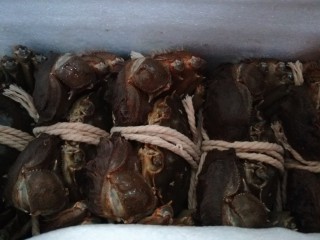 清蒸螃蟹,刚收到的新鲜螃蟹要马上吃，不能等死掉。