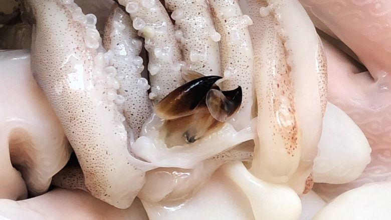 鱿鱼须吸盘里的小牙齿图片