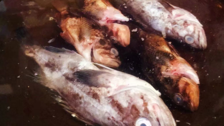 鱼头炖汤,锅中倒入适量清水放入处理干净的黑鱼大火煮起来