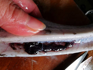干煎带鱼,去除内脏后，里面的汚血也要清理