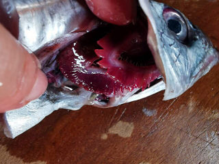 干煎带鱼,鱼鳃鲜红表示很新鲜，去掉鱼鳃