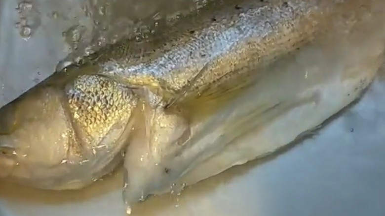 剁椒鲈鱼，,活鲈鱼一条开膛破肚洗干净。