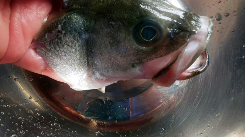 糖醋脆皮鱼,鱼挺大只，先切下鱼头，新鲜的鱼，眼睛明亮有神