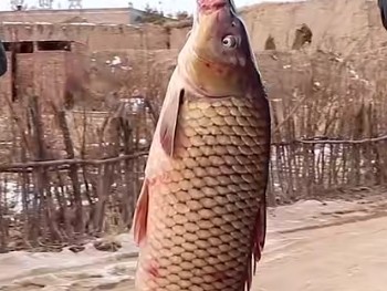 红烧草鱼块,乡下刚捞的大鲤鱼。