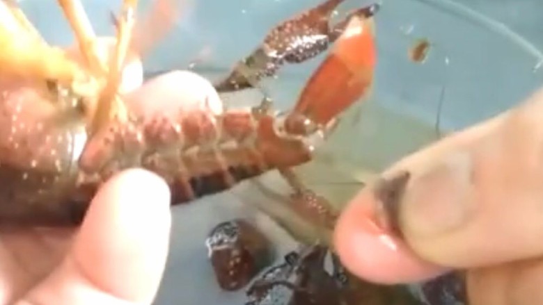 干煸小龙虾,从尾巴去抽出肠子