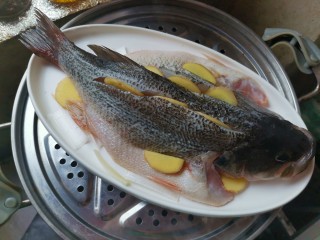油泼鱼,然后把鱼放在盘子里，鱼背部也塞上姜片，水开上锅蒸八分钟