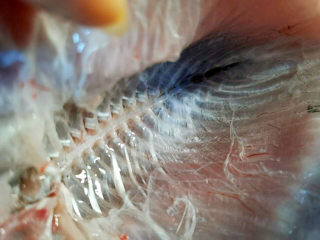 香烤鲫鱼,鲫鱼的肚子里的黑膜，尤其是中间骨头处，一定要刷洗干净血水