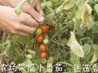 意大利佛卡夏,农场采摘小番茄，迷迭香，准备烘焙材料。