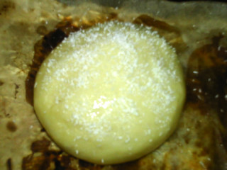 淡奶油小餐包,面团长大至两倍，表面刷蛋液，撒上椰蓉。