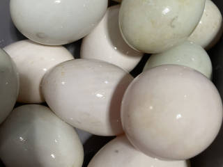 五彩糯米蛋,带黄泥的咸鸭蛋清洗干净抹干水份。