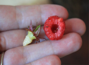 树莓果酱,<a style='color:red;display:inline-block;' href='/shicai/ 2362'>树莓</a>清洗干净，摘到后面的果蒂